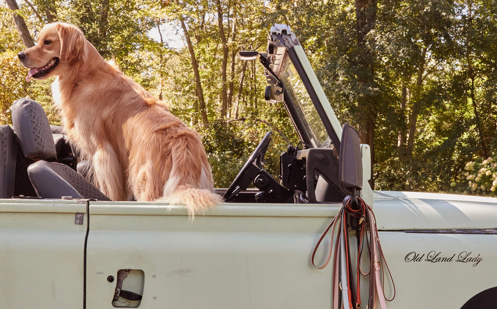 M. Barclay Golden retriever dog in vintage Land Rover Defender with leather dog leashes. 